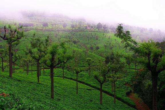 Best Time To Visit Kausani Tea Estate Kausani Timing 